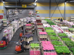 SX23965 Bloemenveiling Aalsmeer FloraHolland Flower Auction.jpg